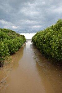 Mangrove forest water recreation mangrove island