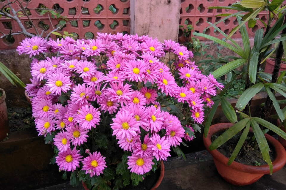 Pink flowers nature floral