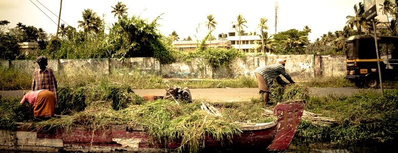 Rice harvest farmers