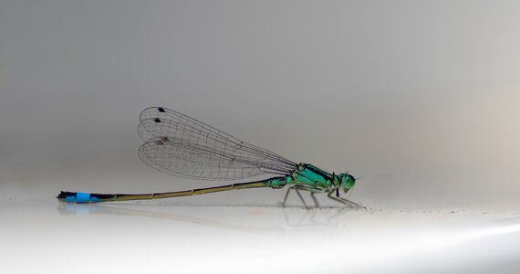 Dragonfly insect nature photo