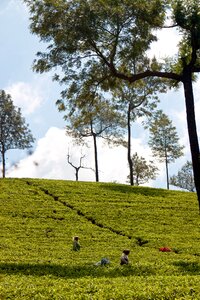 Plantation cultivation terraces tea harvest photo