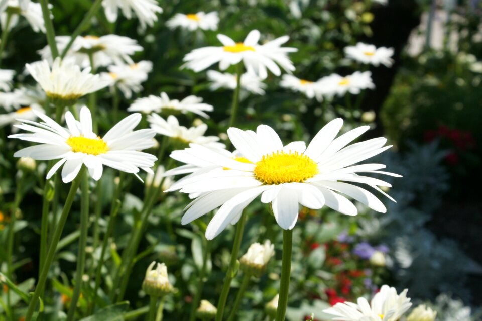 Sunny gardening flower