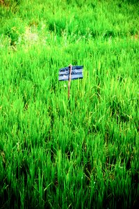 Landscape asia field