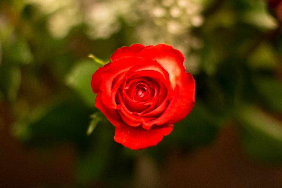 Love red rose red