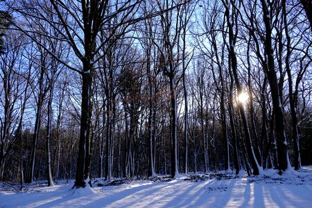 Winter sun trees photo