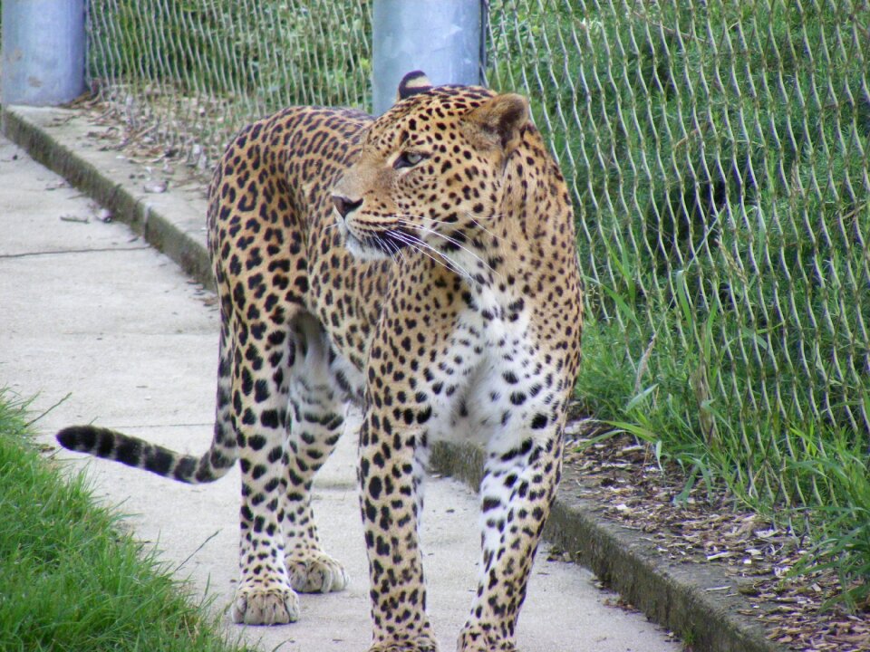 Nature wildlife