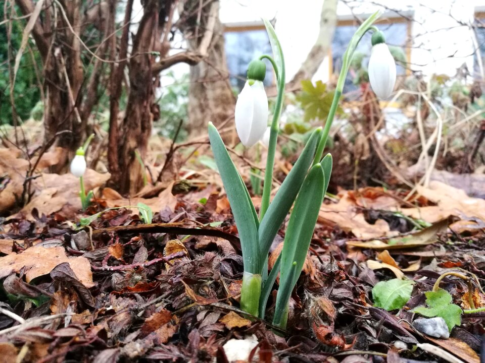 Vegetable garden snowdrop