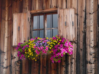Austria fiori shelter window