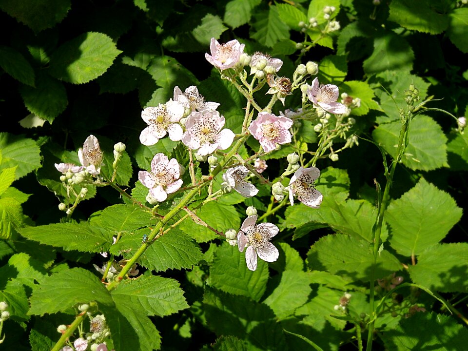 Nature white bramble