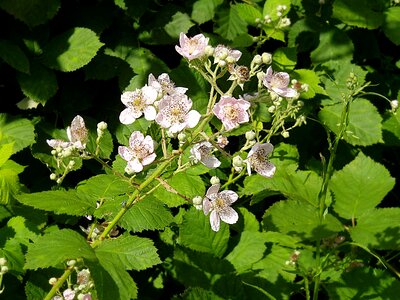 Nature white bramble