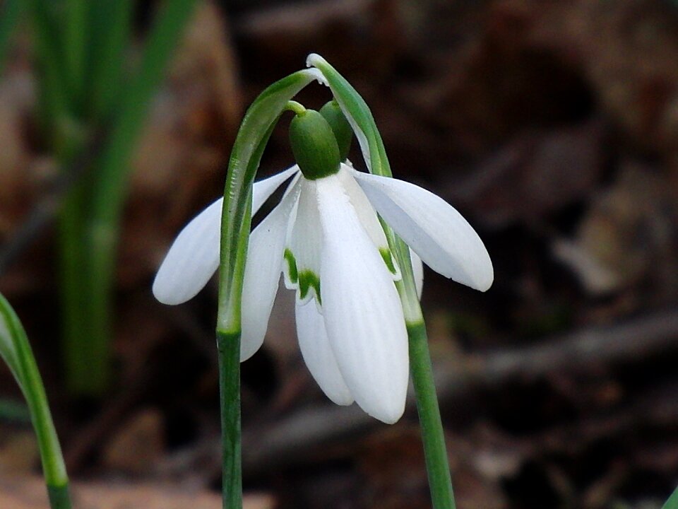 Love spring flower