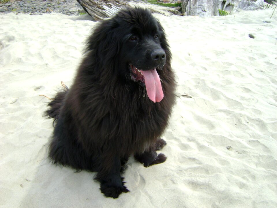 Black newfy friendly