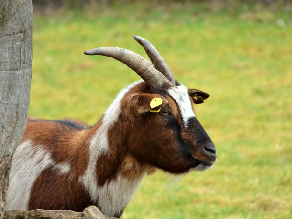 Billy goat mammals animal