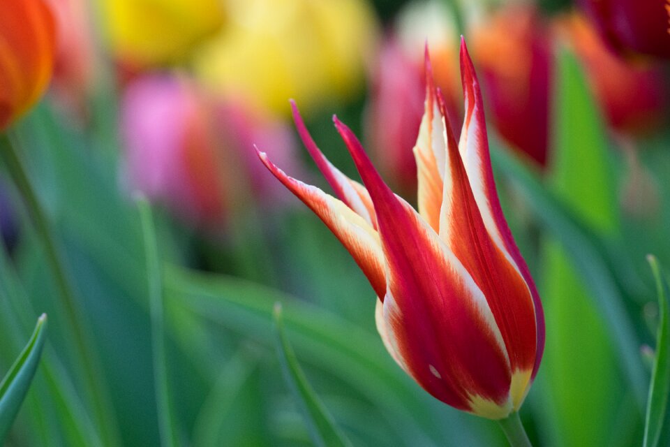 Decoration color floral