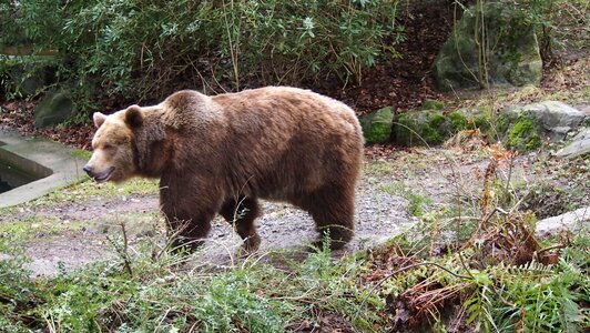 Zoo wuppertal bear photo