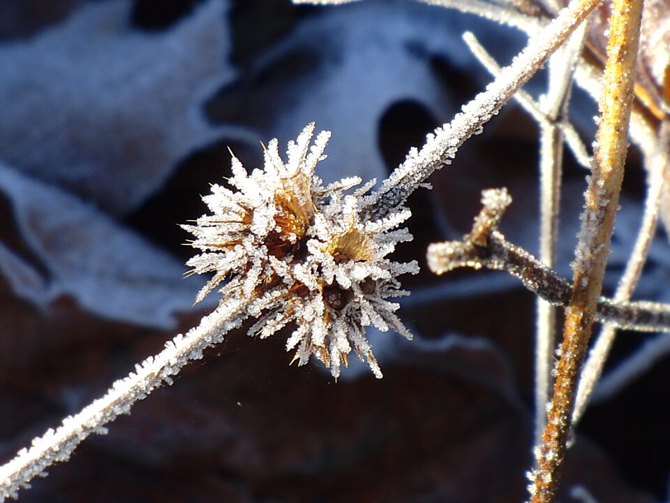 Branch winter cold photo