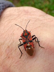 Bug detail hand photo