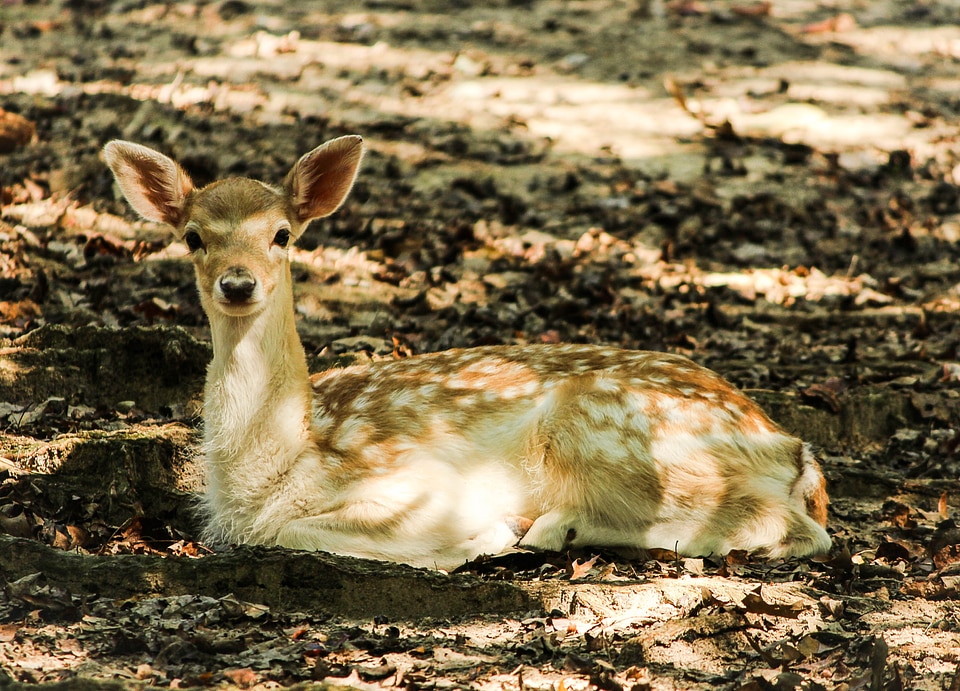 Cervidae zoo wildlife photo