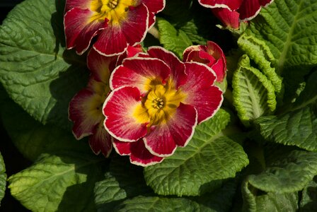 Spring flowers flowering