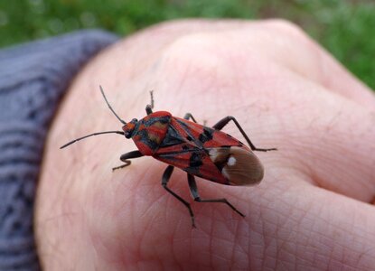 Red and black bug detail photo