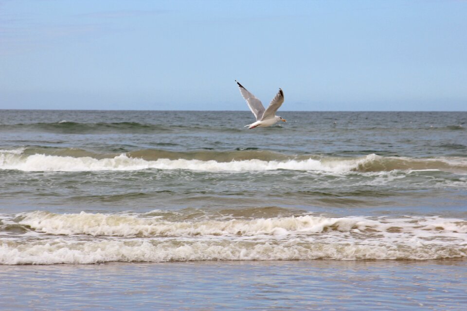 Seagull denmark vacations