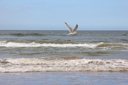 Seagull denmark vacations