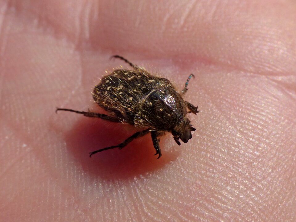 Coleoptera hand hairy beetle