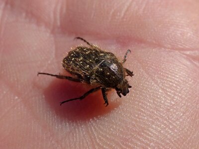 Coleoptera hand hairy beetle