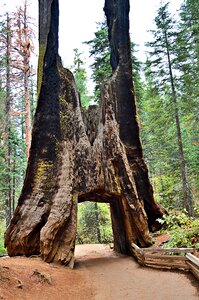 Huge yosemite park california