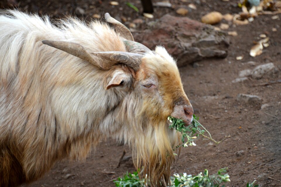 Horns farm animal