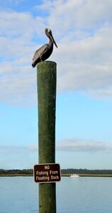 Wildlife nature waterbird