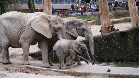 Zoo wuppertal swim photo