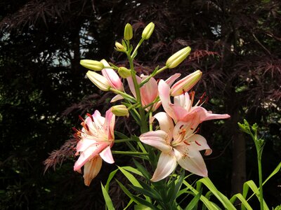 Pink lily flowers spring photo