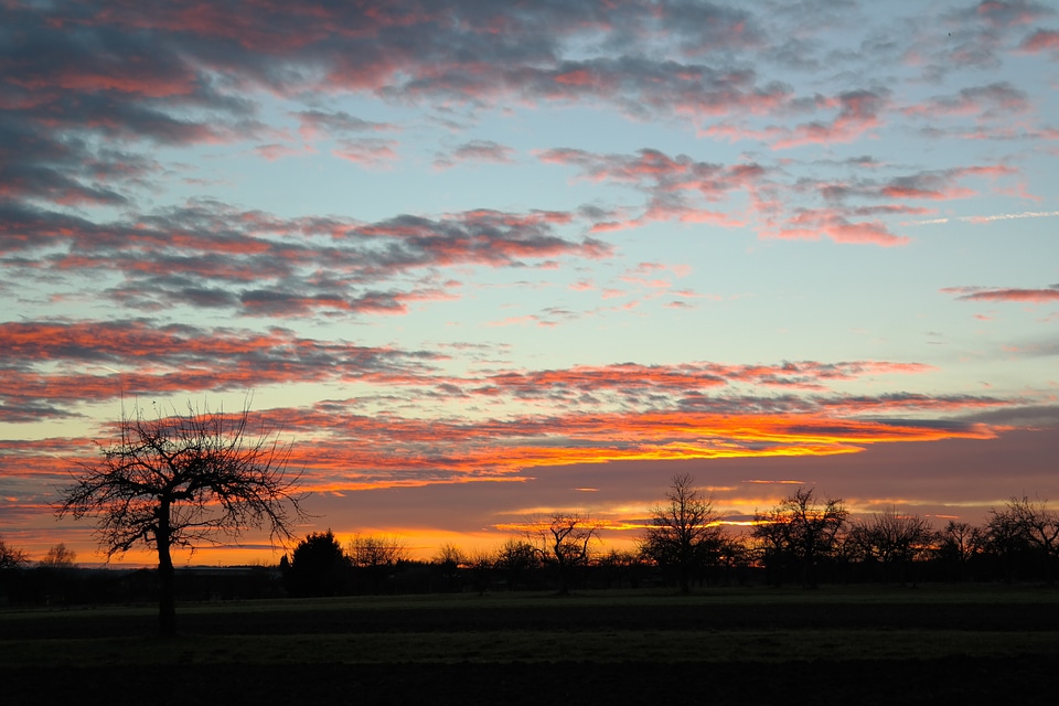 Apple tree swabian alb evening sky