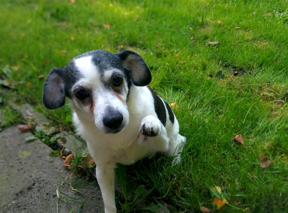 Dot white dog dogs