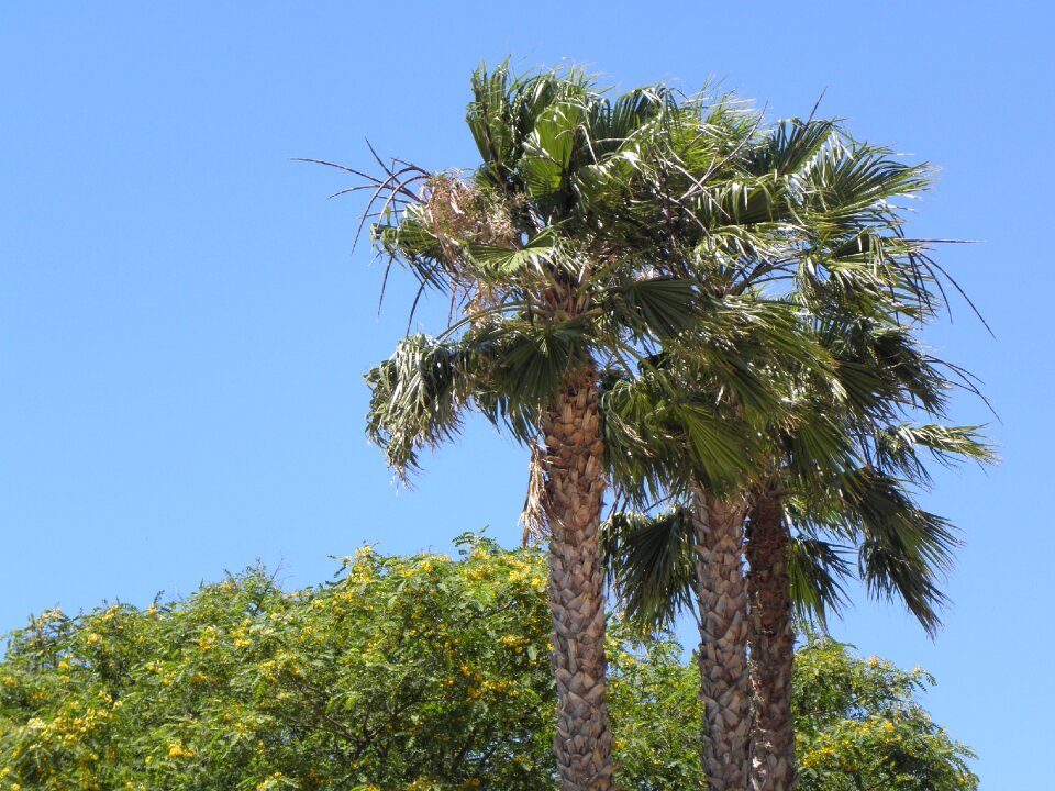 Portugal algarve palm