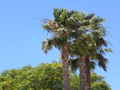 Portugal algarve palm