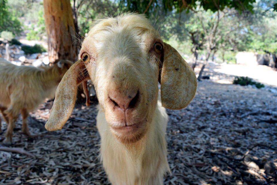 Goat forest nature