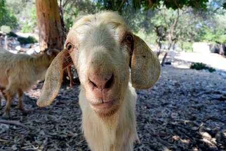 Goat forest nature photo