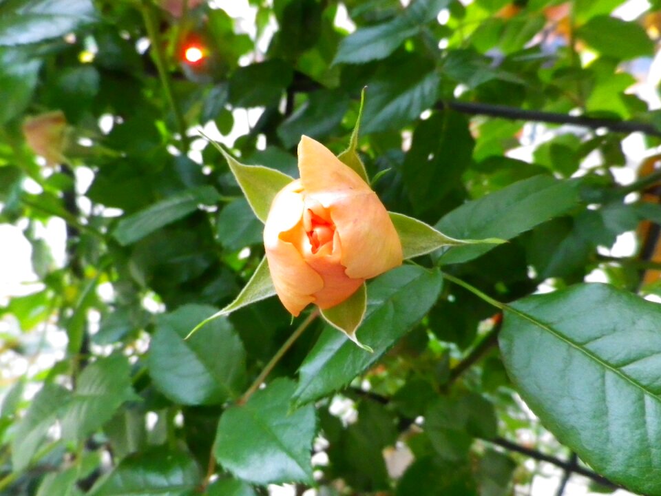 Nature apricot light on rose