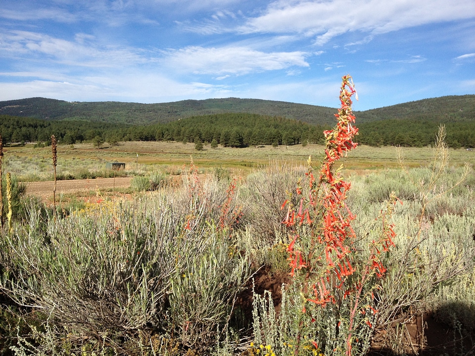 Environment semiarid ecological