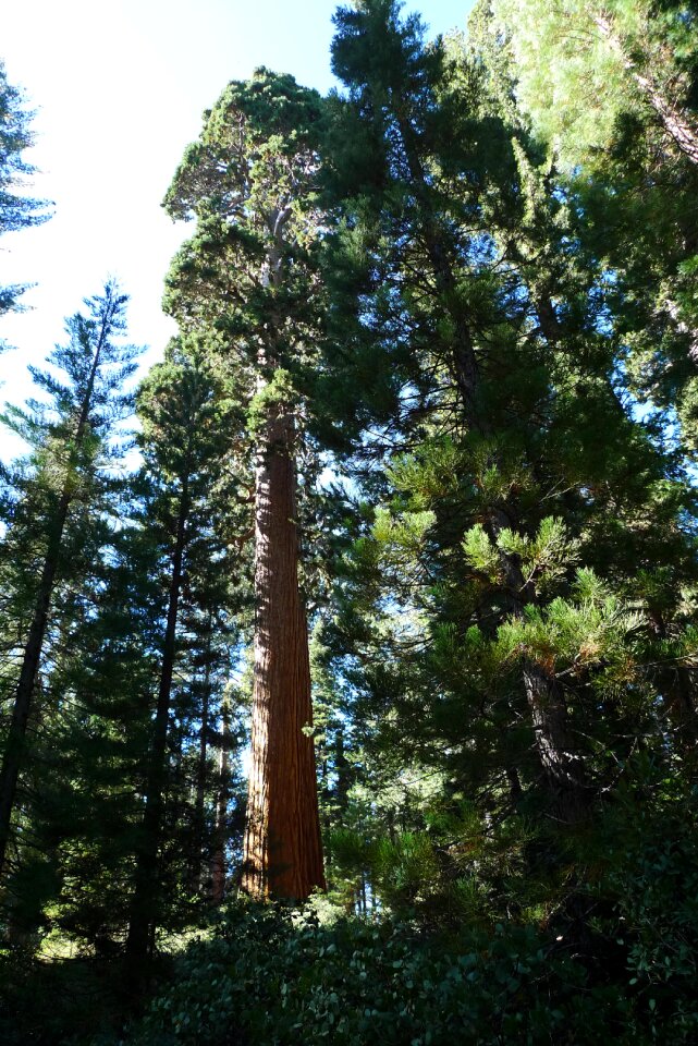 Forest wood sequoia photo