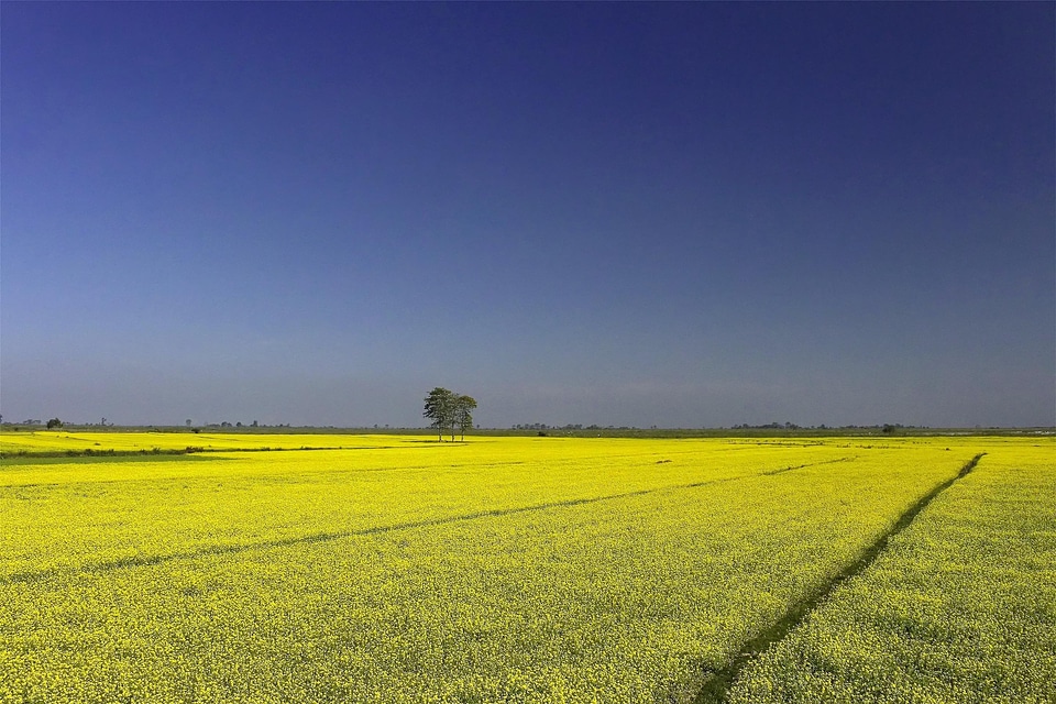 Yellow blue landscape