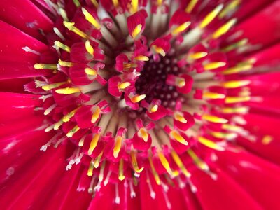 Flowery nature small flower