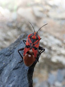 Red and black bug detail photo