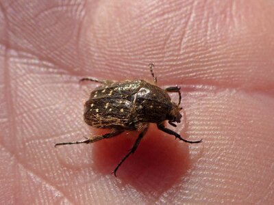 Coleoptera hand hairy beetle