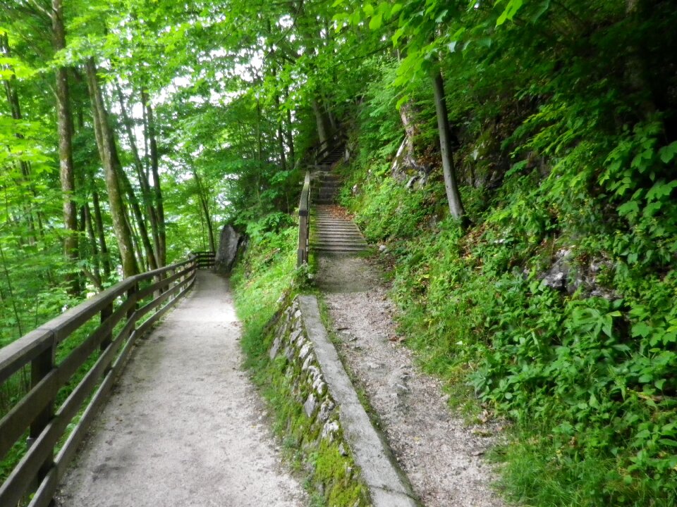Gradually away forest