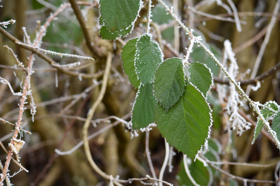 Leaves ice frozen photo