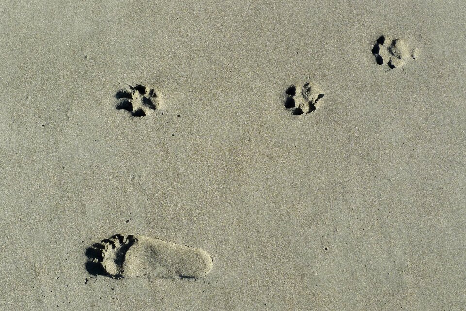 Canine walk foot