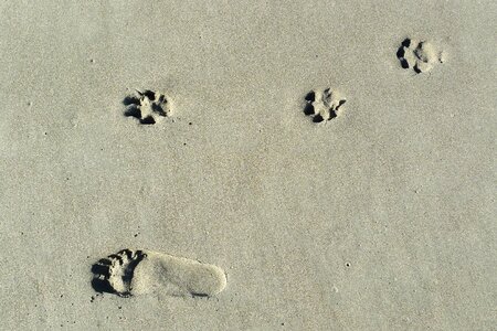 Canine walk foot photo